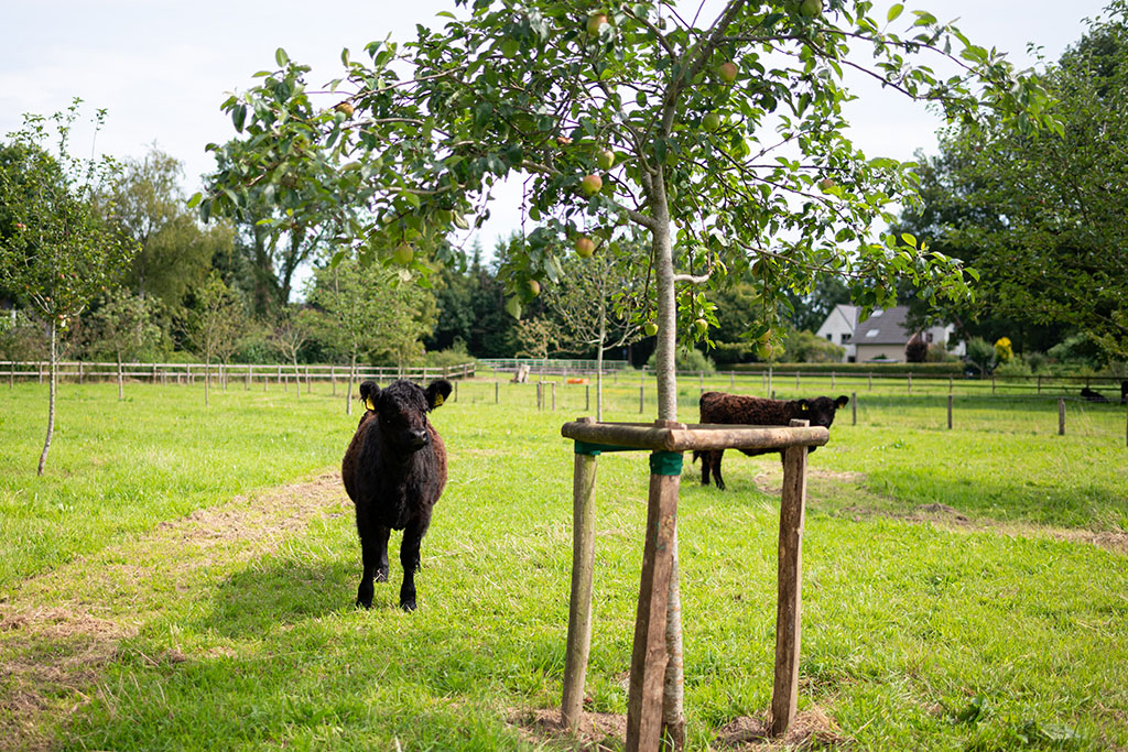zwei Galloway-Rinder auf Weide