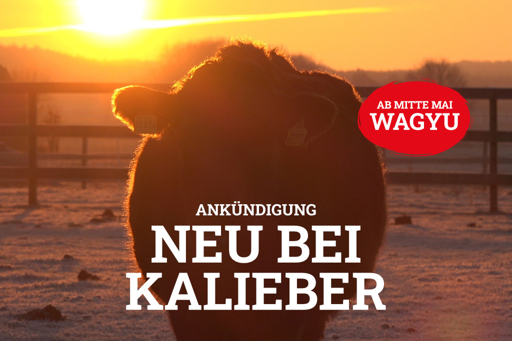 Wagyu Rind auf Weide