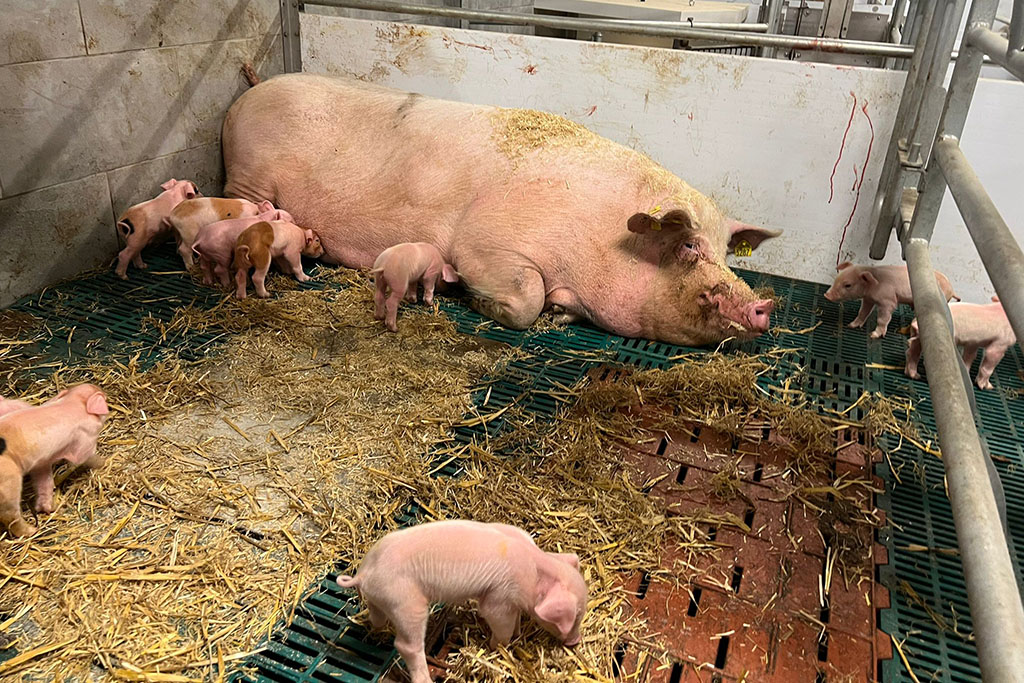 Muttersau Aktivstall-Schwein mit zahlreichen Ferkeln
