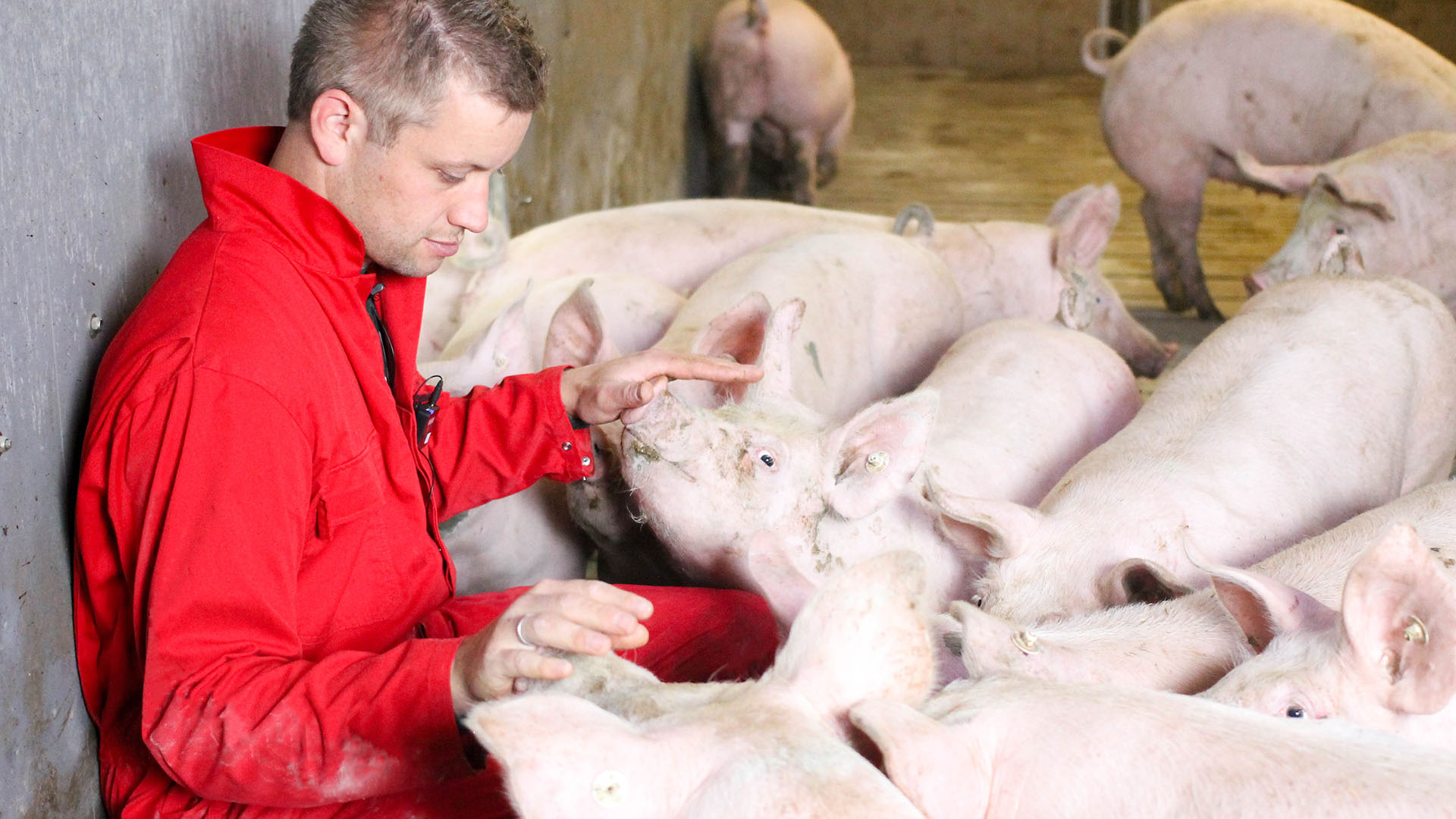 Matthias Bolte Aktivstall für Schweine