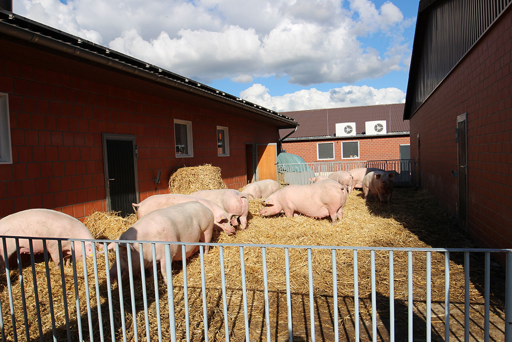 Aktivstall für Schweine – Freie Abferkelung