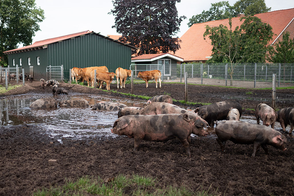 Bunte Bentheimer Schweine in Weide