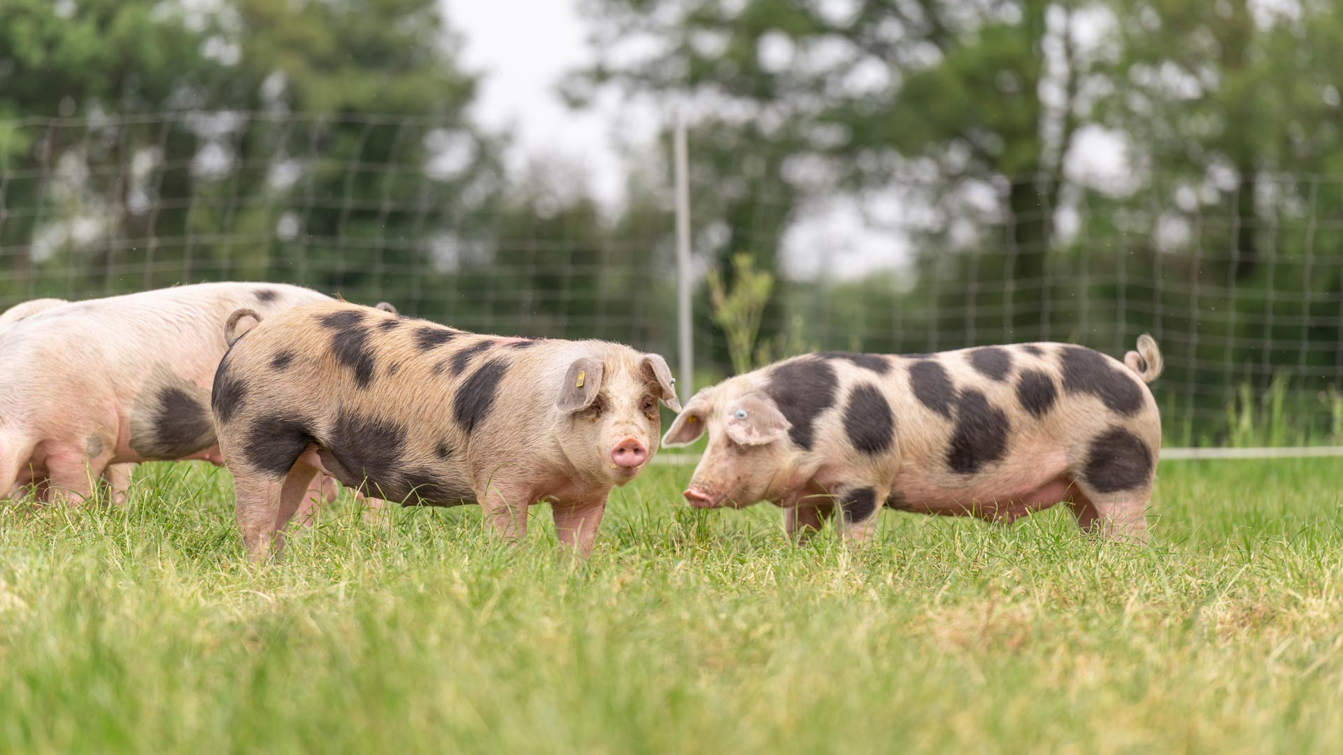 Kalieber Buntes Bentheimer Schwein Schweine auf Weide