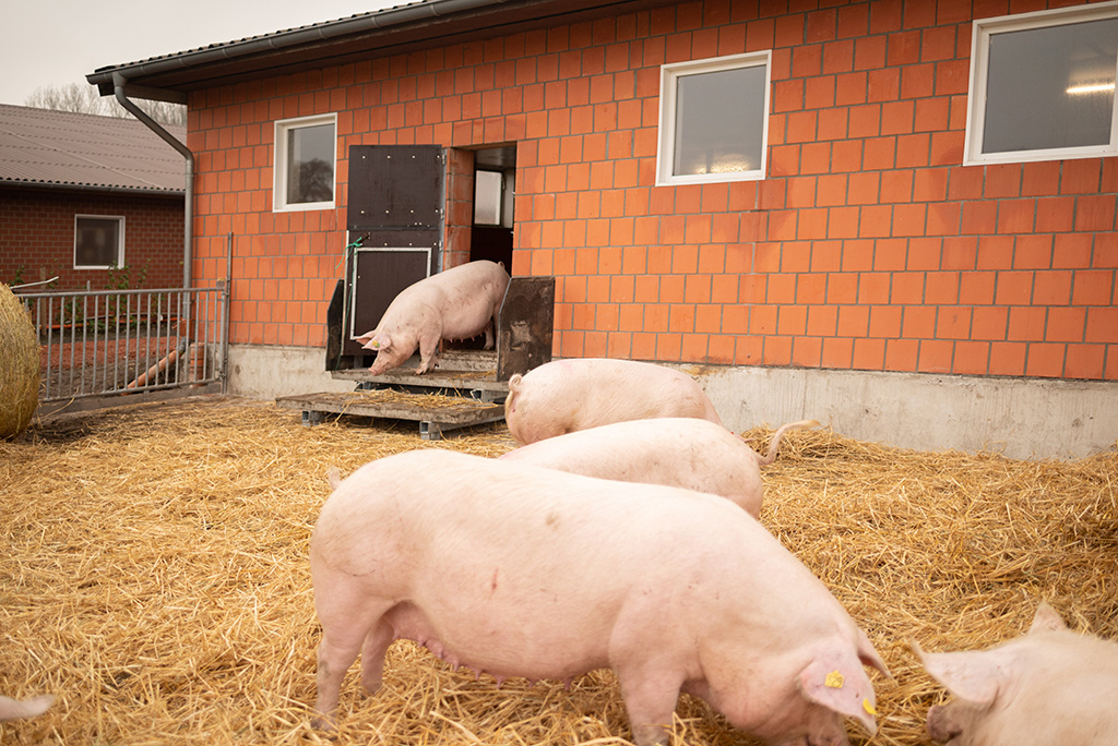Sauen im Stroh-Auslauf