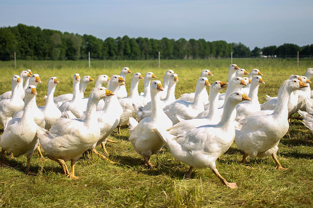 Gänse auf der Weide