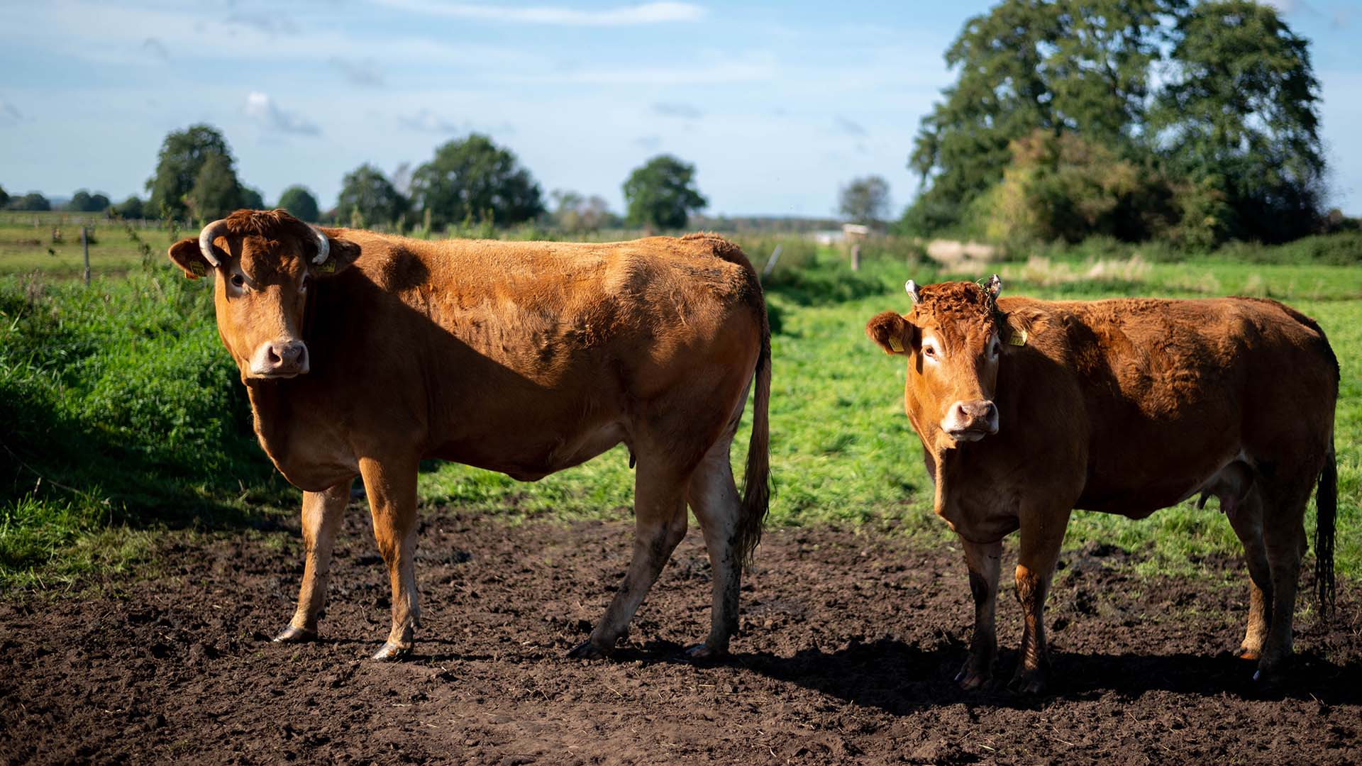 Rinder auf einer Weide