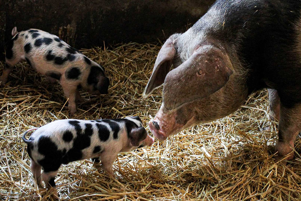 Buntes Bentheimer Schwein von Kalieber