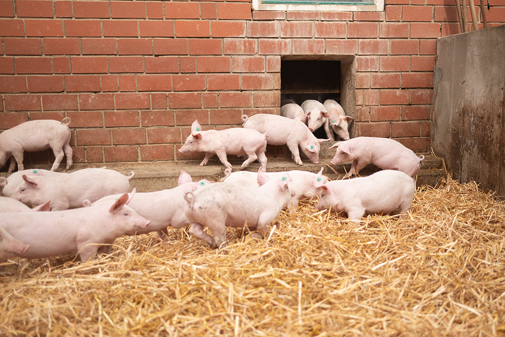 Ferkel im Stroh-Auslauf