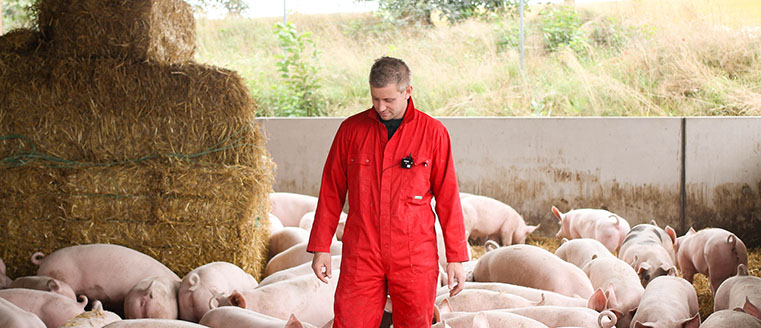 Landwirt Matthias Bolte im Aktivstall für Schweine