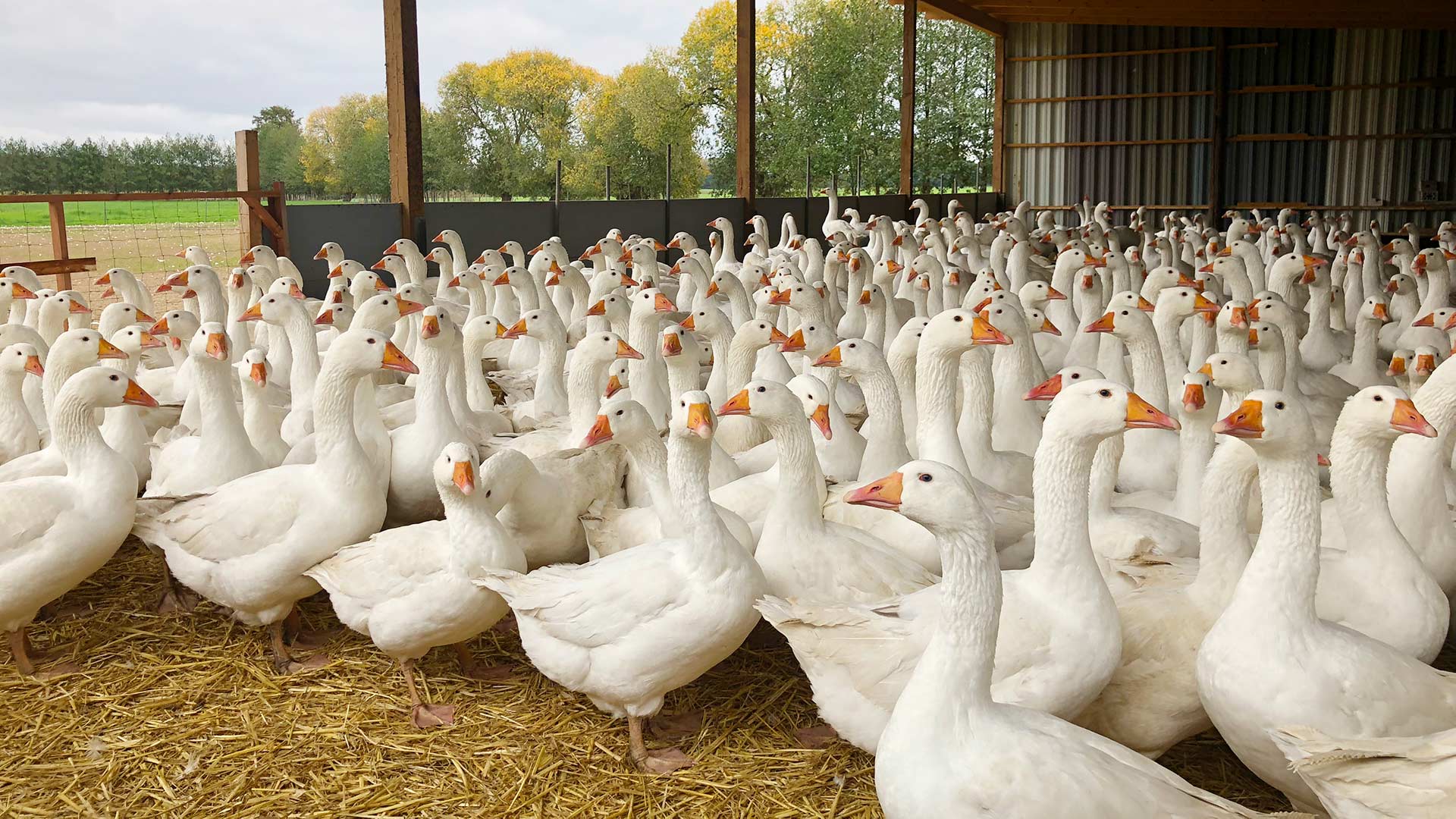 Gänse in einem Gänsestall mit Weidezugang