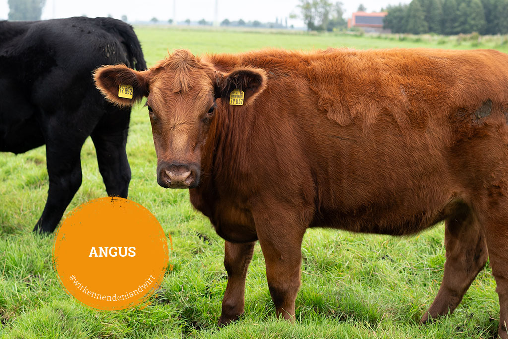 Kalieber-Produkte vom Angus-Rind Angus-Rinder auf Weide