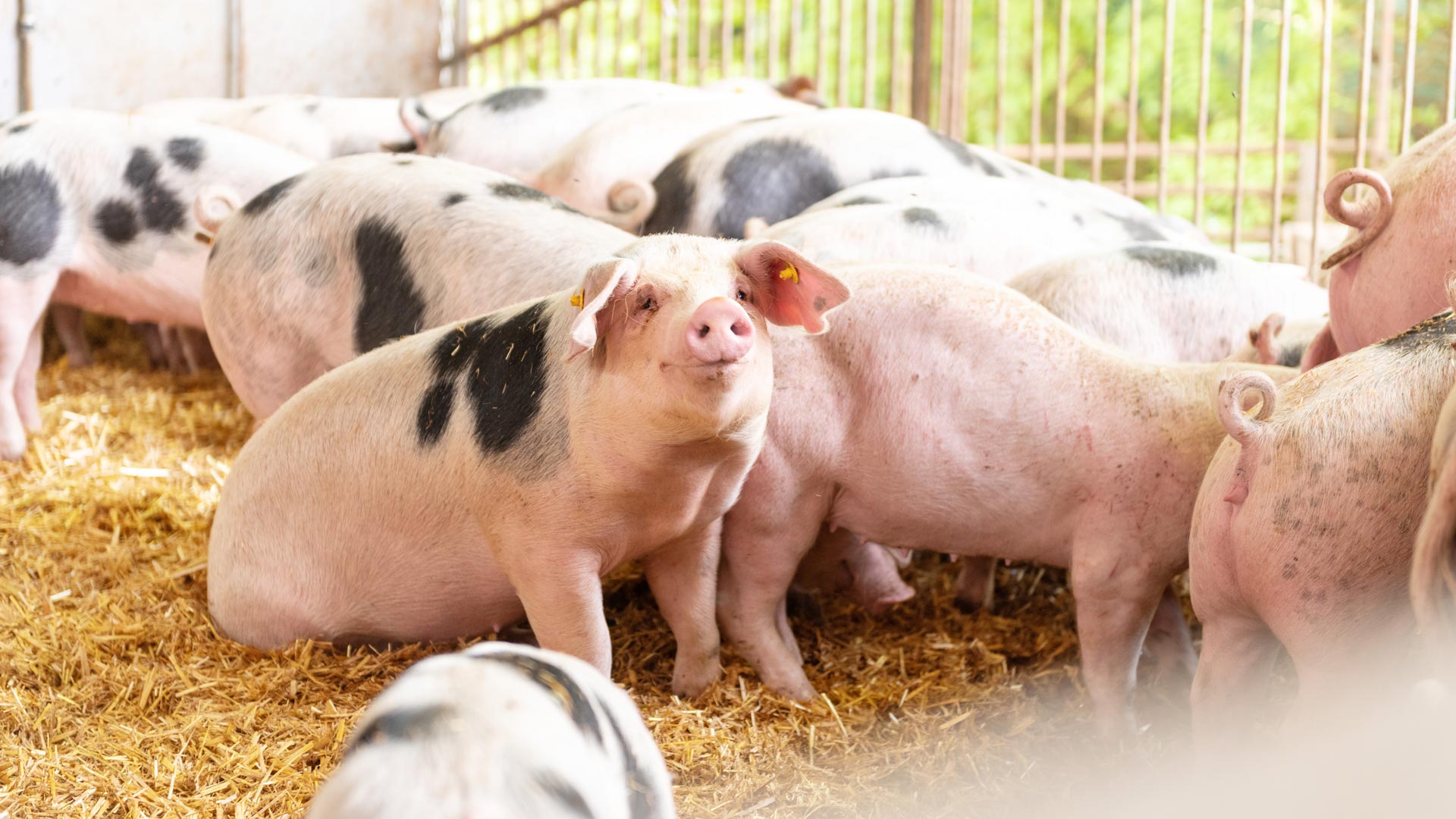 Buntes Bentheimer Schwein von Kalieber