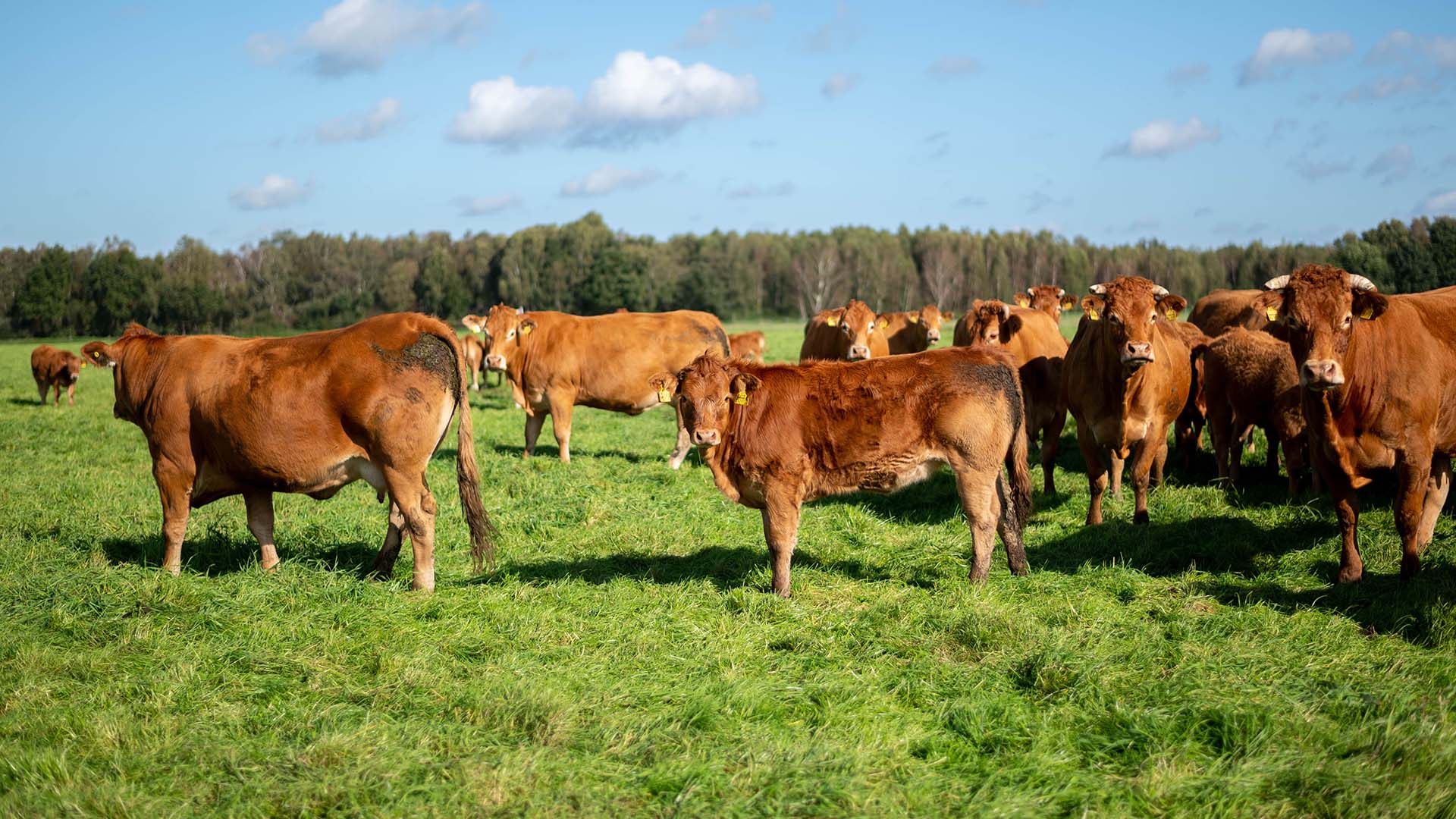 Rinder auf einer Weide