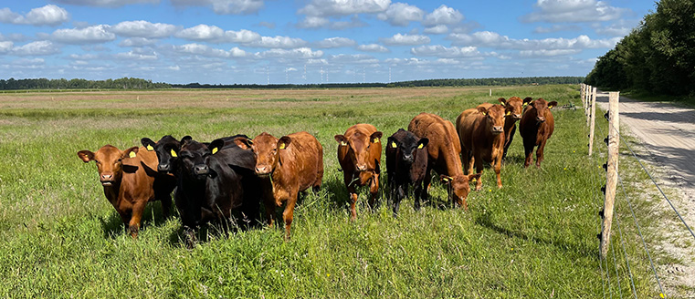 Angus-Rinder auf Weide