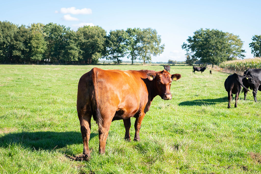 Rinder auf einer Weide