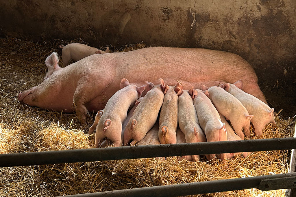 Sau säugt ihre Ferkel