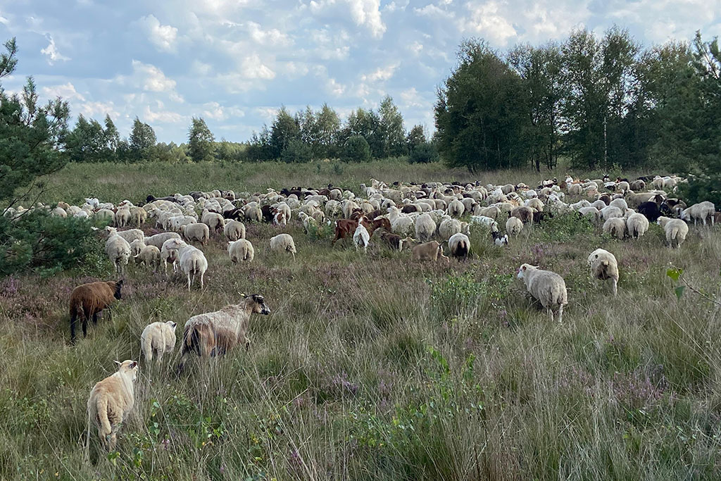 Schafe in Hütehaltung