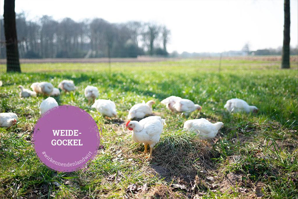 Kalieber Produkte vom Weidegockel