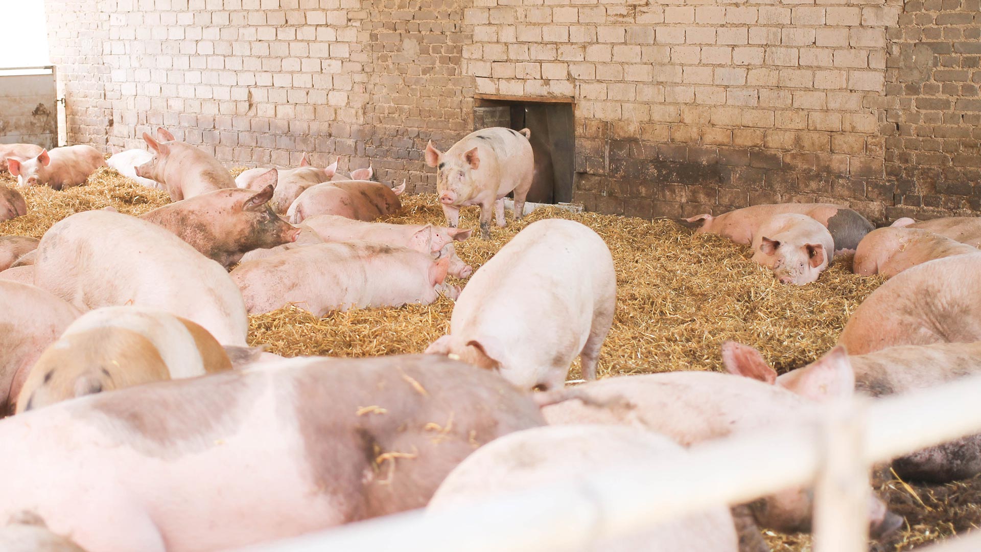 Schweine im Stroh-Auslauf