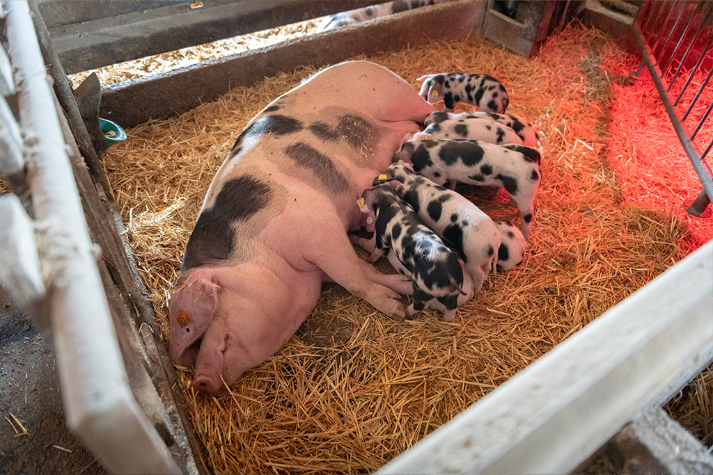 Buntes Bentheimer Schwein von Kalieber