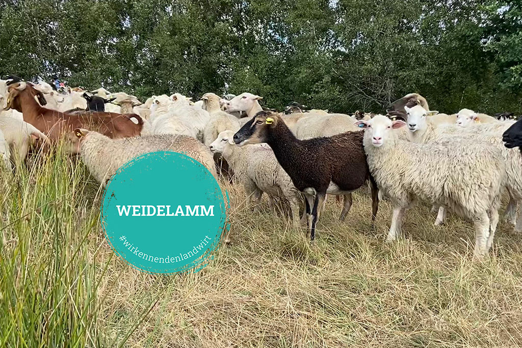 Verschiedene Schafe und Lämmer auf einer Wiese