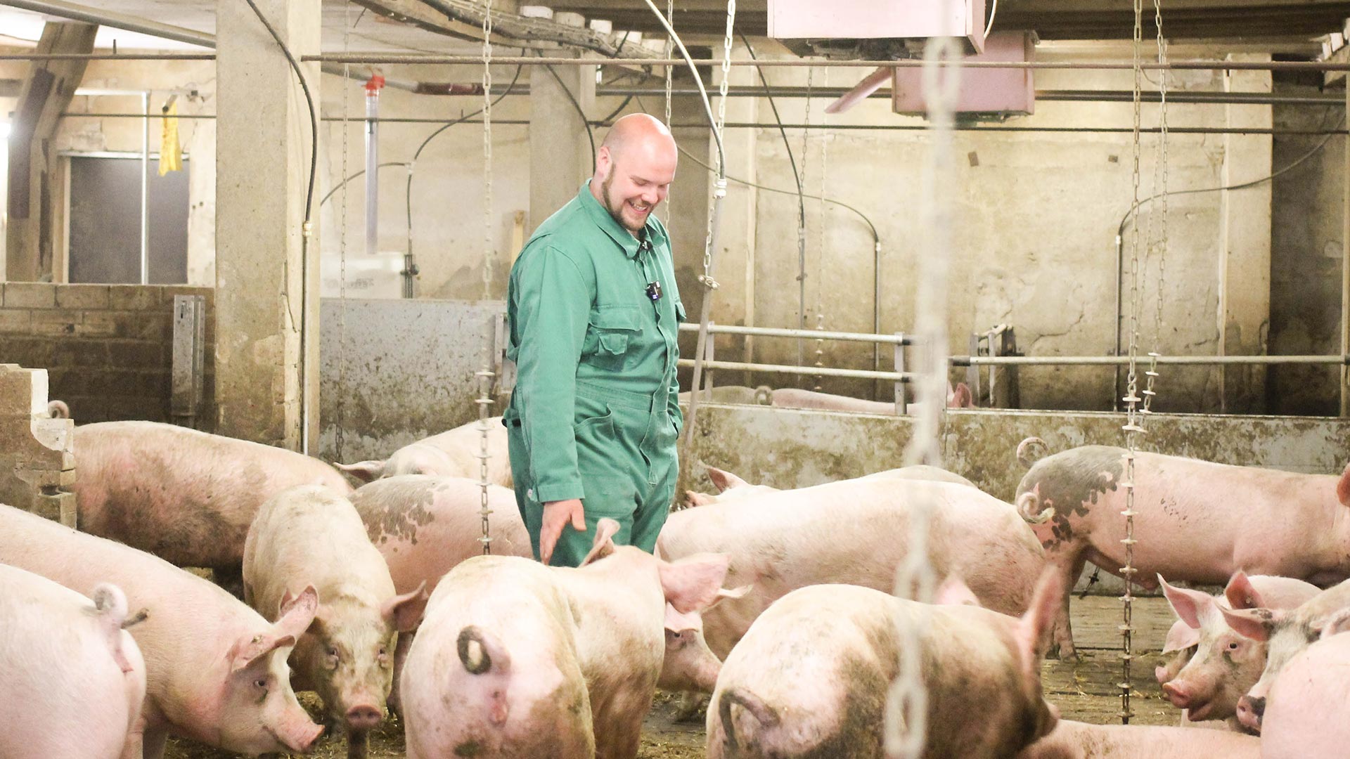 Landwirt mit Schweinen im Schweinestall