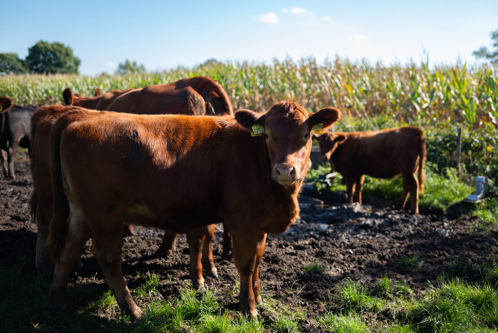 Rinder auf einer Weide
