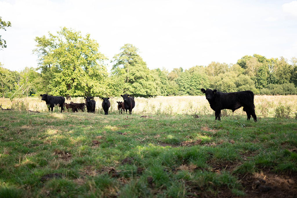 Galloway-Rinder in Weide