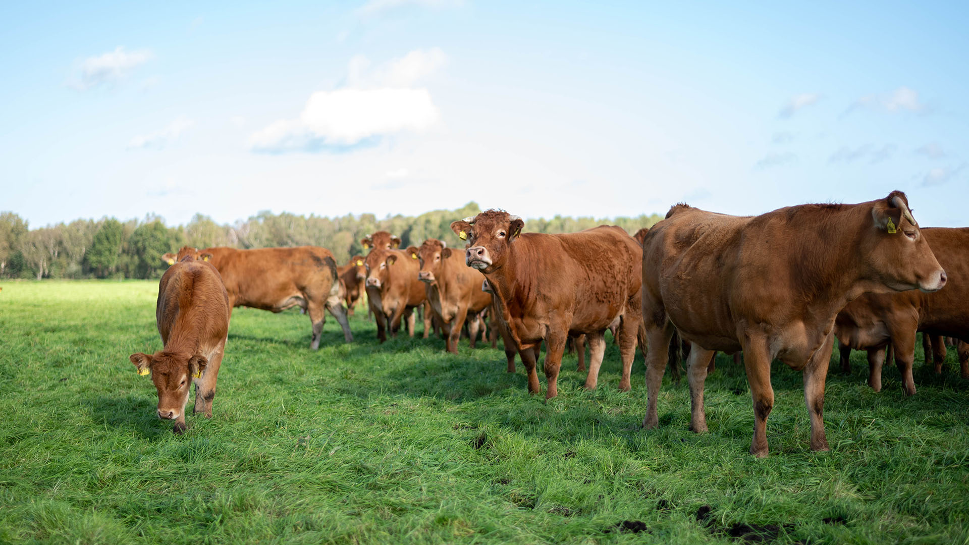 Rinder auf einer Weide