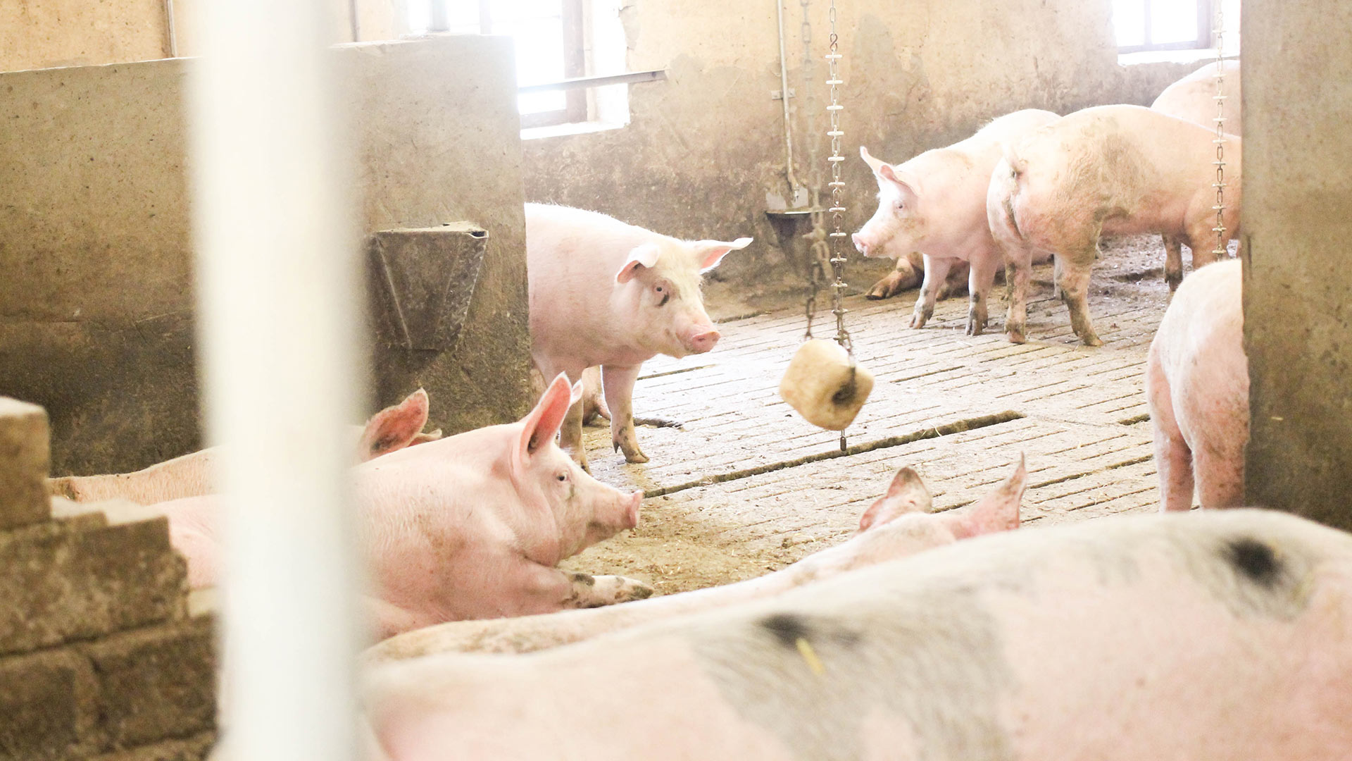 Schweine im Schweinestall