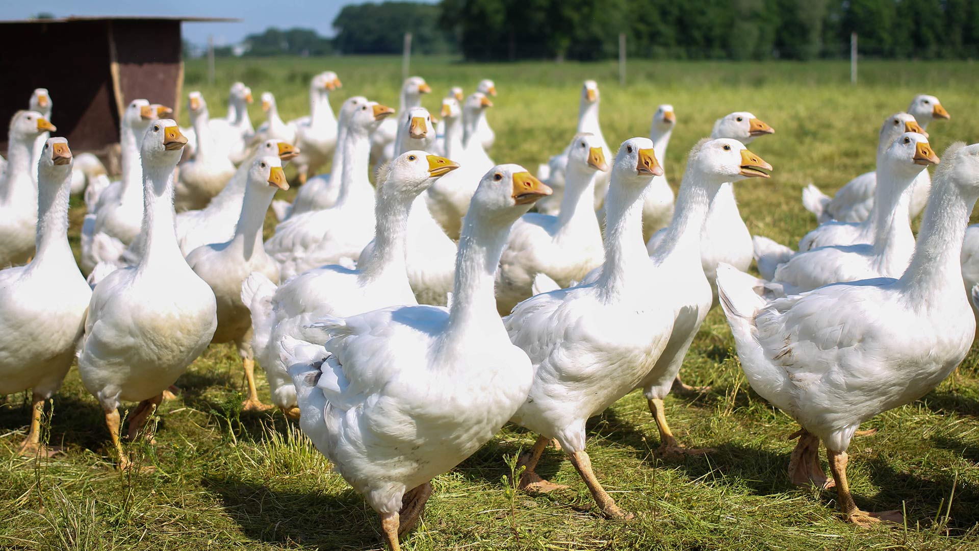 Gänse auf einer Weide