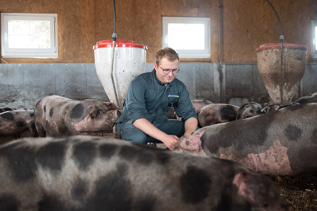 Bunte Bentheimer Schweine & Landwirt