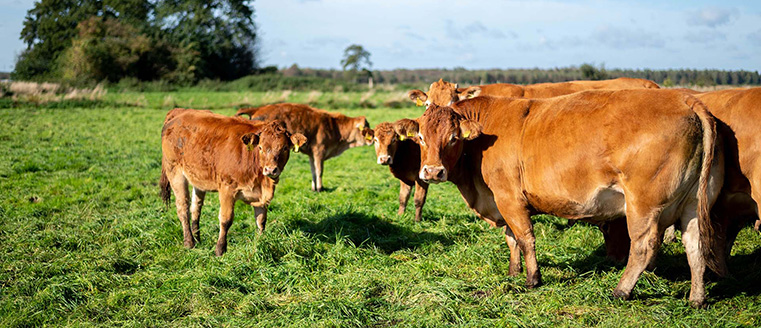 Limousin-Rinder auf Weide