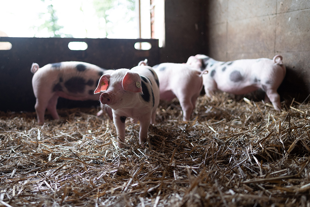 Bunte Bentheimer Schweine, Ferkel