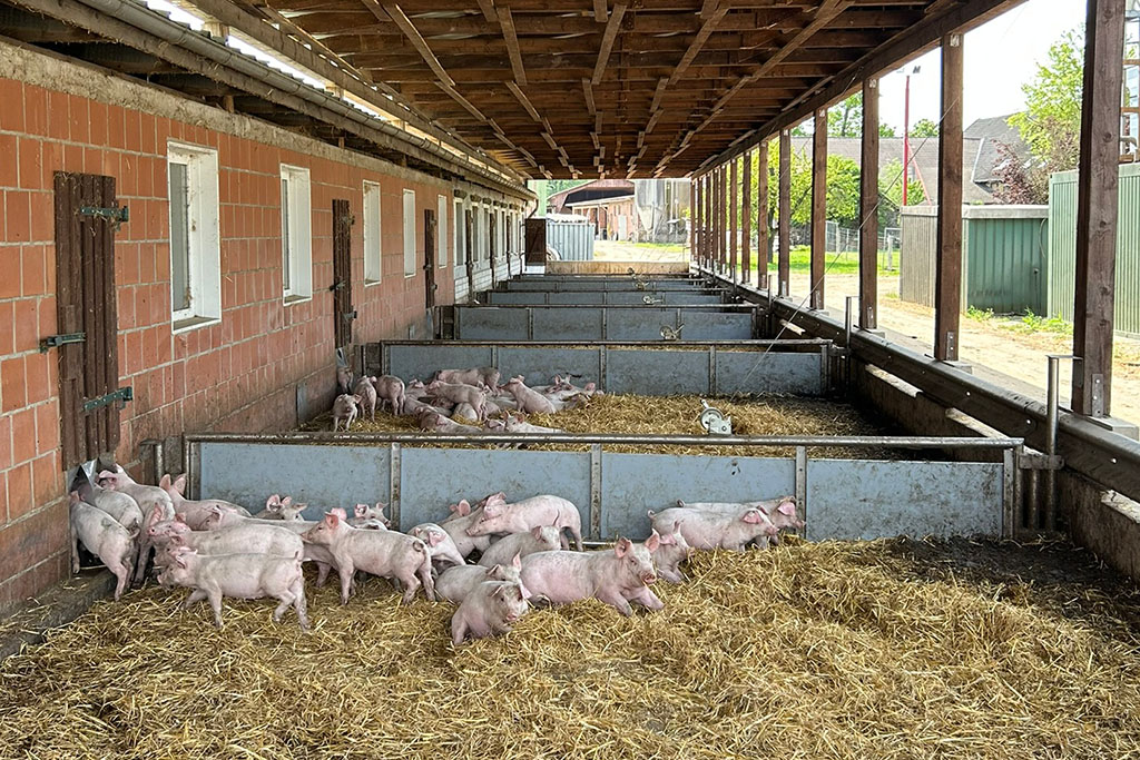 Ferkel im Außenbereich, Aktivstall für Schweine