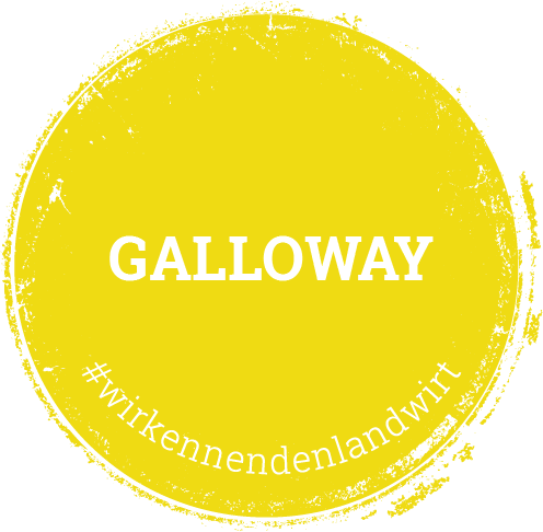 Kalieber Galloway-Rind