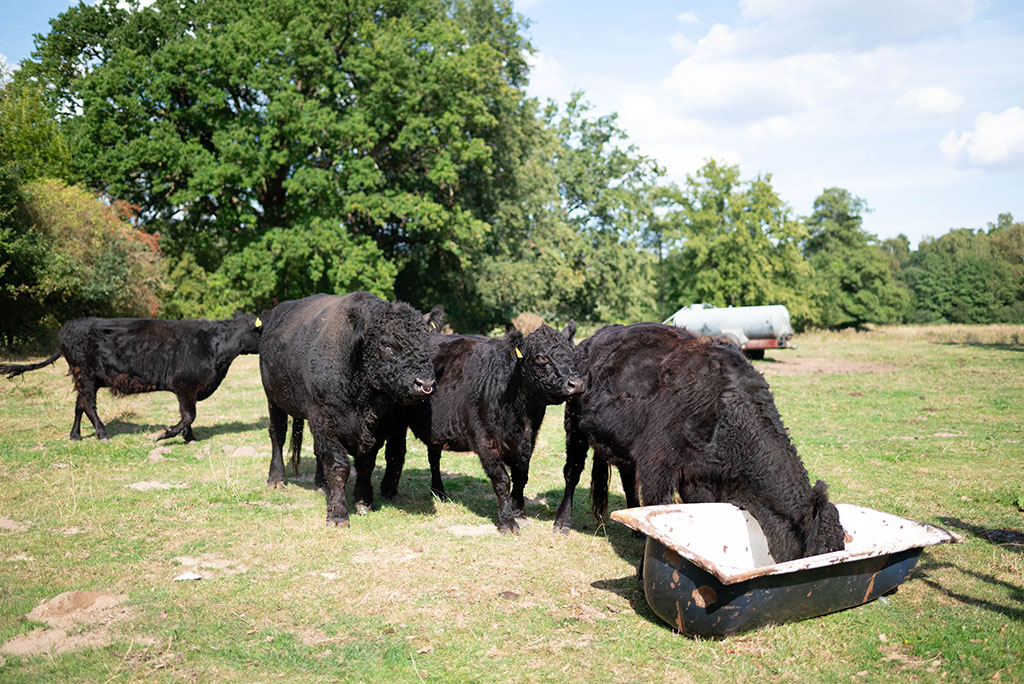 Galloway-Rinder in Weide