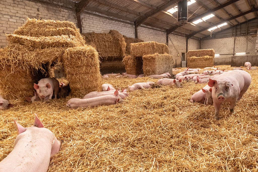 Schweine im Strohbereich eines Aktivstall für Schweine