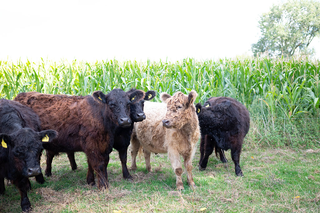 Rinder auf einer Weide