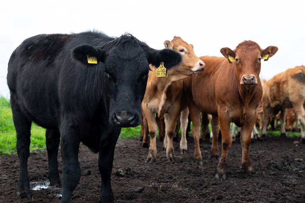 Galloway- und Limousin-Rinder auf Weide