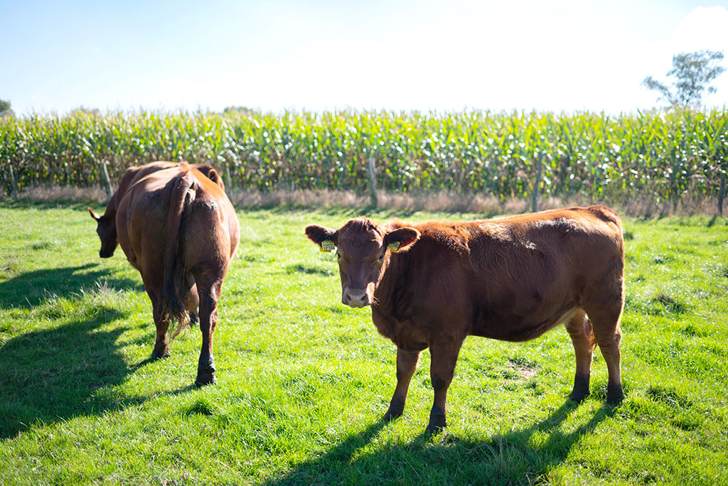 Rinder auf einer Weide