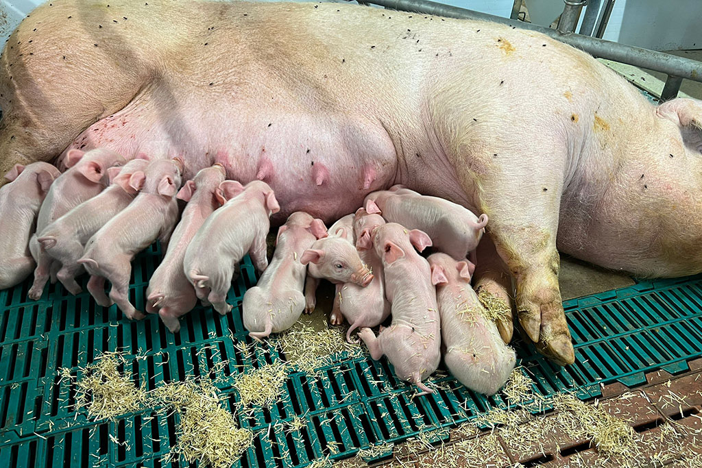 Muttersau Aktivstall-Schwein mit zahlreichen Ferkeln