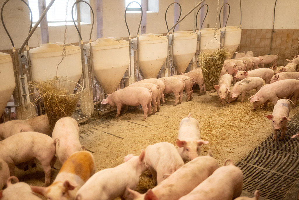 Ferkel im Schweinestall am Fressen