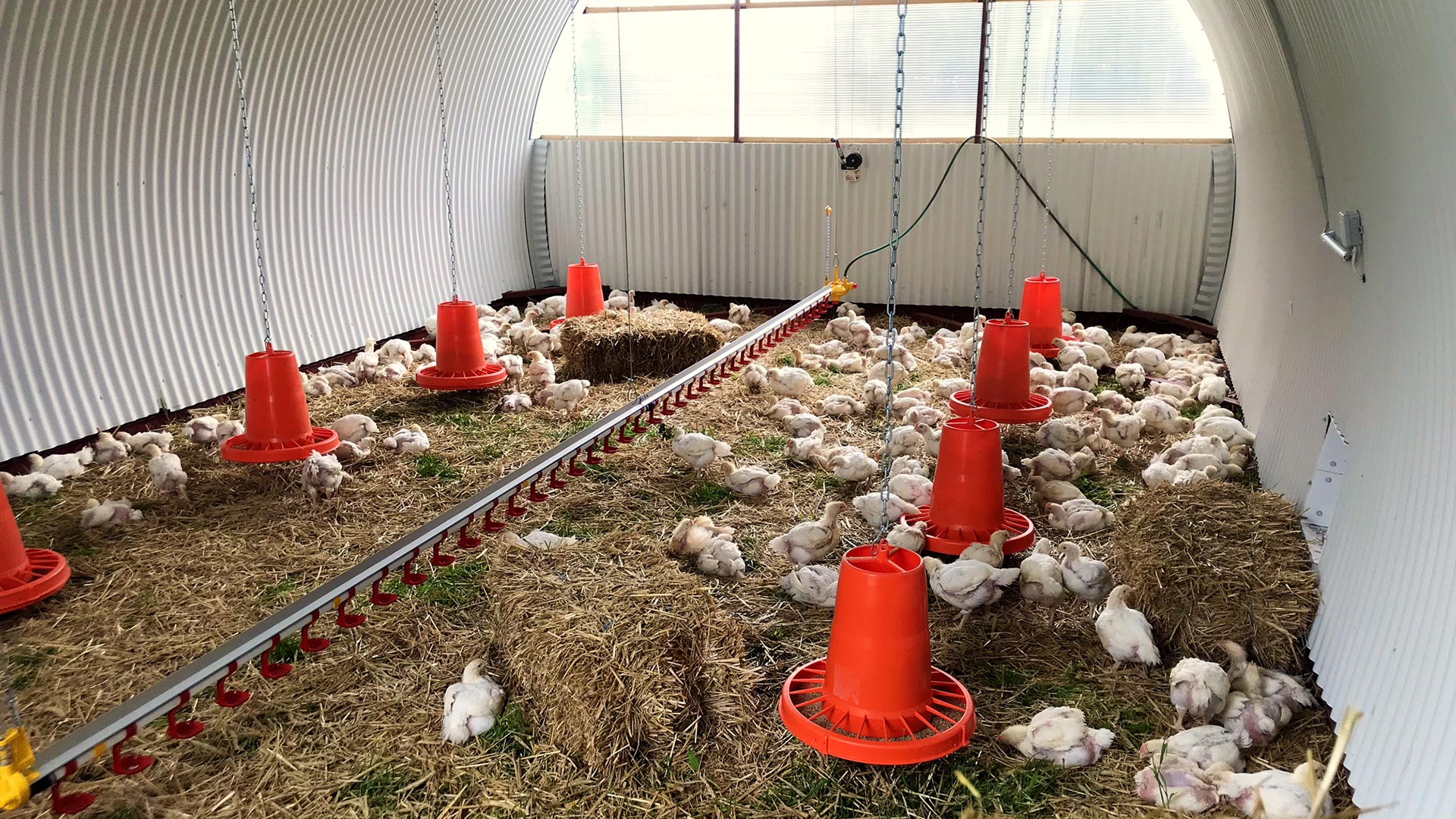 Hühner im mobilen Hühnerstall