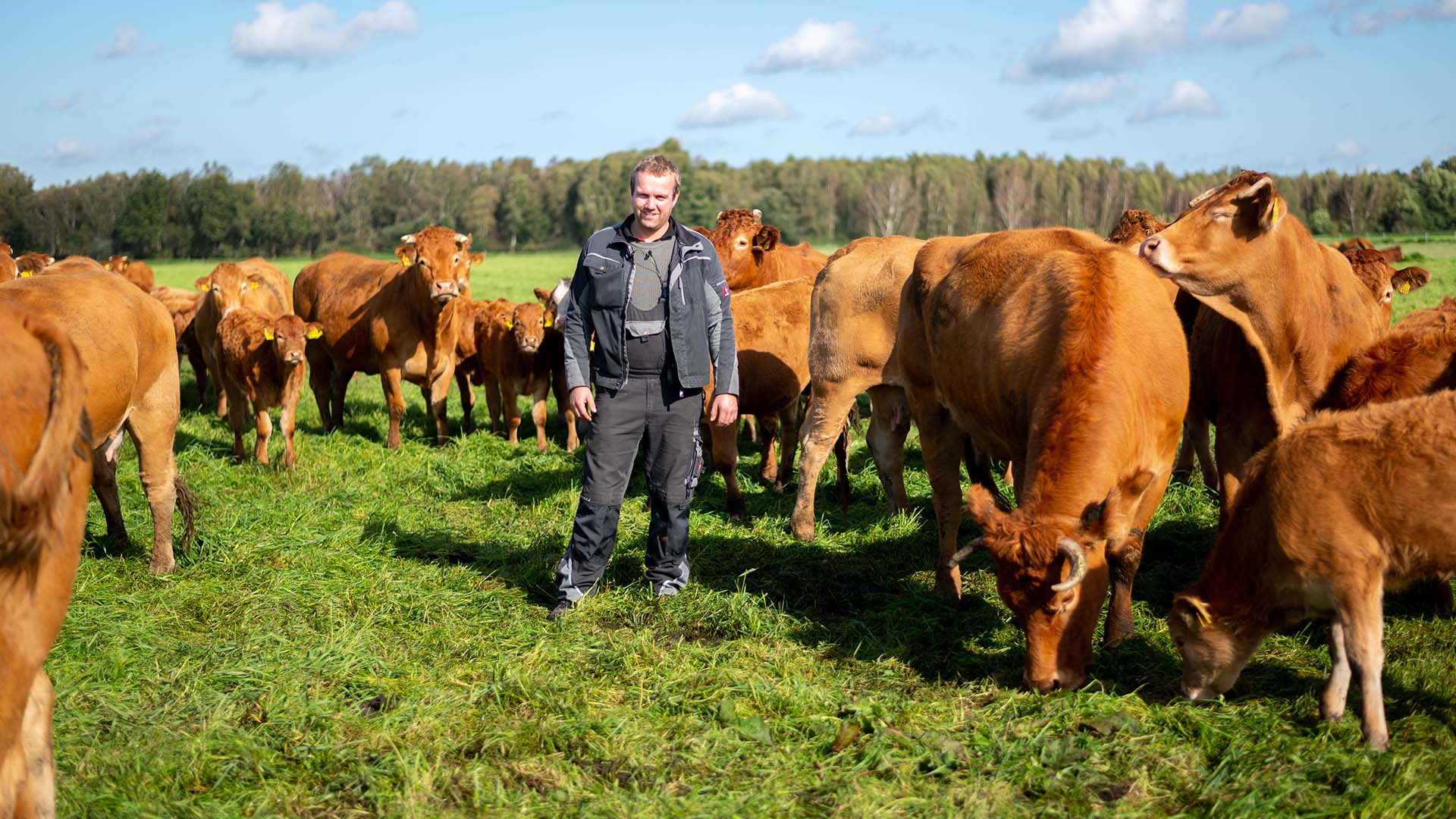 Landwirt mit Limousin-Herde auf Weide