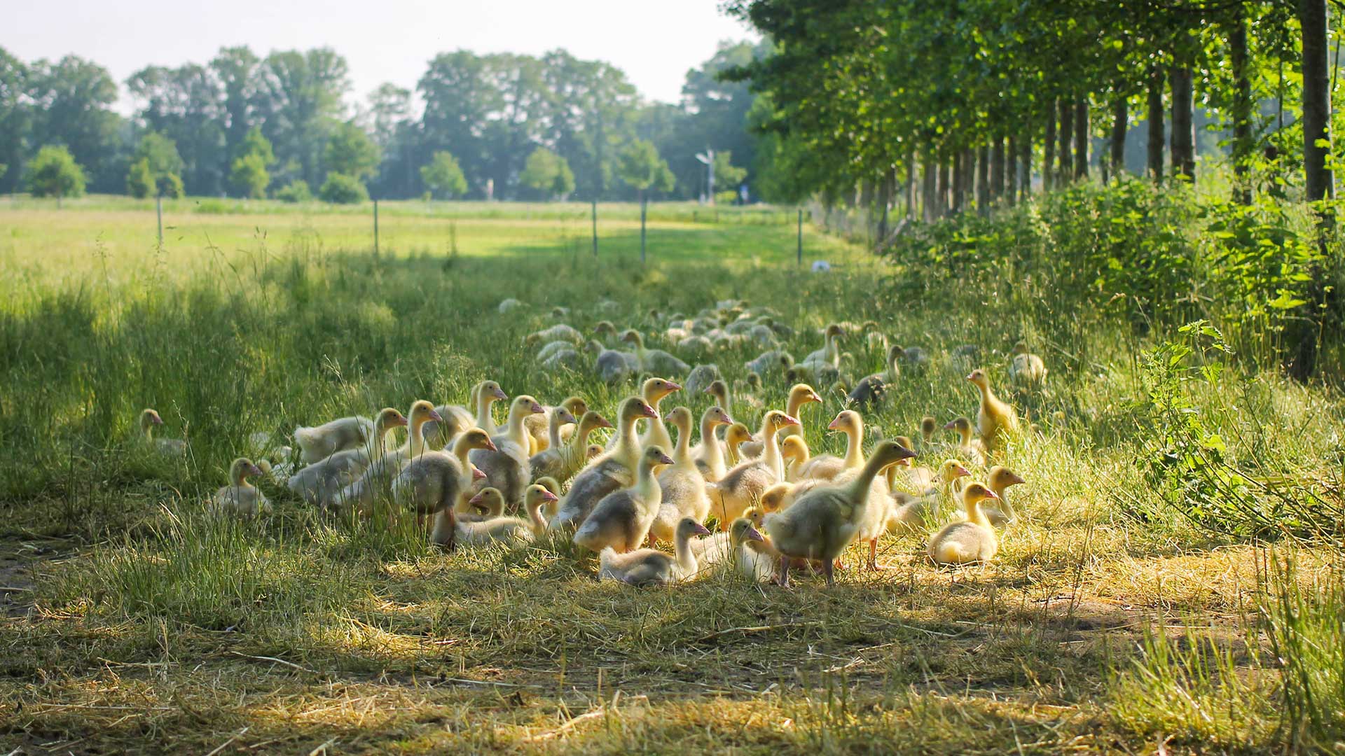 kleine Gänse auf einer Weide