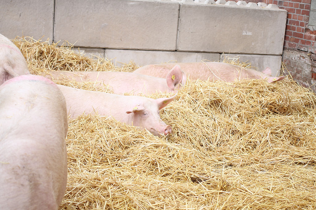 Sauen ruhen im Stroh-Auslauf