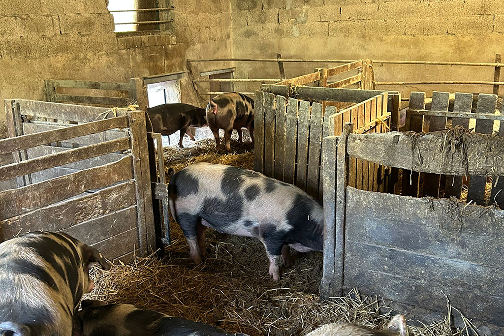 Bunte Bentheimer Schweine im Stall