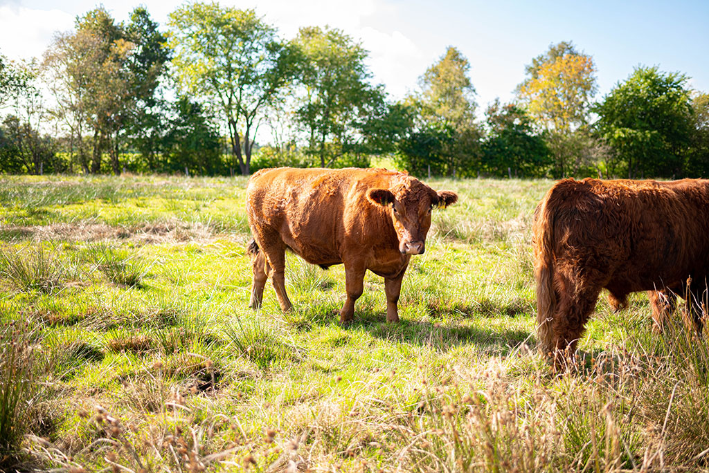 Angus-Rinder auf Weide