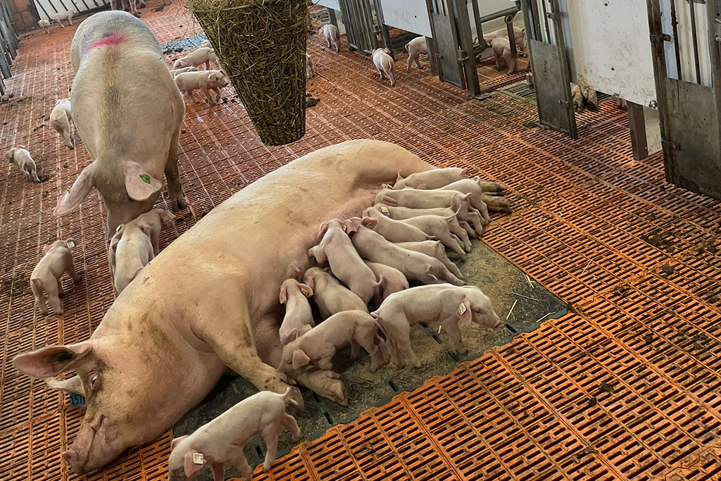 Sauen & Ferkel Aktivstall für Schweine